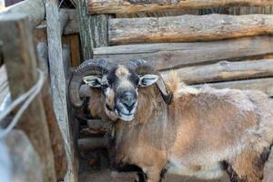 mignonne mouton et chèvres sur le ferme photo