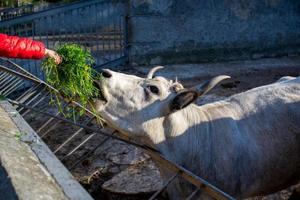 magnifique vache portrait dans le zoo photo