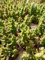 miniature Accueil fleurs plantes succulentes et cactus dans le serre la nature Contexte photo