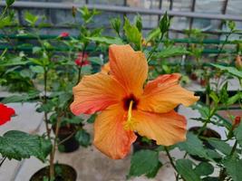 belles fleurs d'hibiscus photo