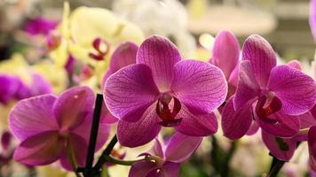 magnifique phalaenopsis orchidées photo