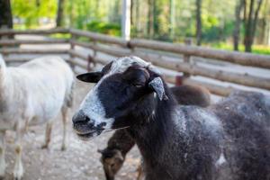 mignonne mouton et chèvres sur le ferme photo