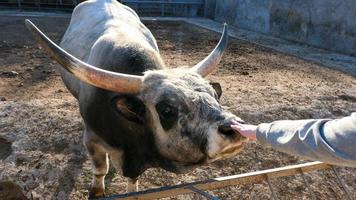 magnifique vache portrait dans le zoo photo