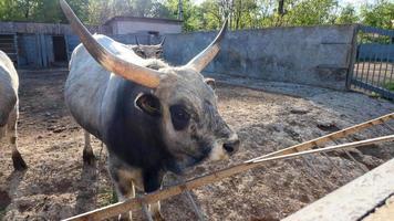 magnifique vache portrait dans le zoo photo