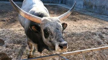 magnifique vache portrait dans le zoo photo