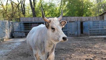 magnifique vache portrait dans le zoo photo