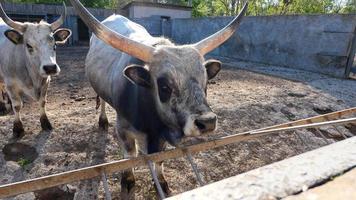 magnifique vache portrait dans le zoo photo