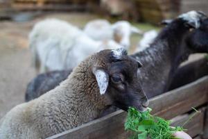 mignonne mouton et chèvres sur le ferme photo