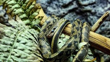 serpent portrait dans le zoo photo