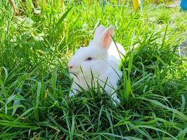 mignonne duveteux blanc lapin dans vert herbe Extérieur photo
