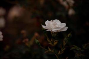 Rose dans le jardin contre le Contexte de vert feuilles photo