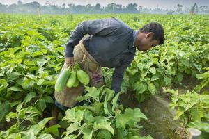 bangladesh novembre 25, 2014 Les agriculteurs récolte vert aubergines dans thakurgong, bangladesh. photo