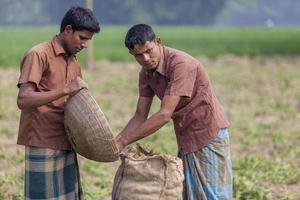 bangladesh novembre 25, 2014 2 ouvrier conservation beaucoup de Patate leur jute sac dans Patate plantation champ à thakurgong, Bangladesh. photo