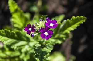 photo en gros plan d'une plante à fleurs de verveine