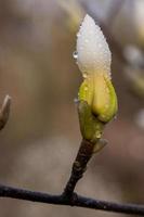 macro d'un beau bourgeon de magnolia photo