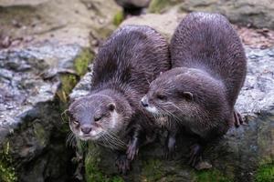 deux asiatique petit griffé les loutres, aonyx cinereus photo