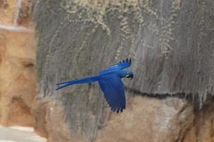 tropical des oiseaux à le zoo photo