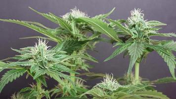 Beau buisson de cannabis en fleurs avec des bourgeons blancs comme neige parsemés de trichomes