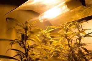Plantation domestique de marijuana avec des plantes de cannabis en fleurs sous une lumière artificielle à l'intérieur photo