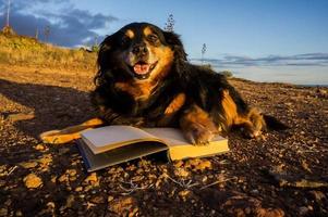 chien et livres photo