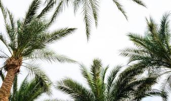 palmiers dans le ciel photo