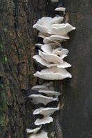 Huître indienne pleurotus pulmonarius huître italienne, champignon phénix, huître pâle ou huître pulmonaire photo