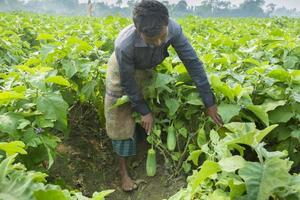 bangladesh novembre 25, 2014 Les agriculteurs récolte vert aubergines dans thakurgong, bangladesh. photo