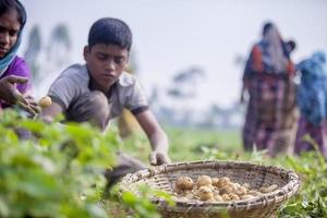 bangladesh novembre 25, 2014 Patate récolte local femmes se rassemble patates dans leur des champs à thakurgong, Bangladesh. photo
