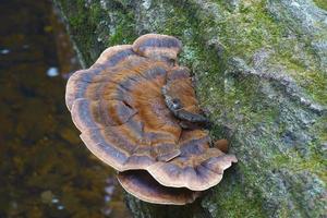 polypore résineux ischnoderma resinosum appelé polypore de fin d'automne et support benjoin également photo