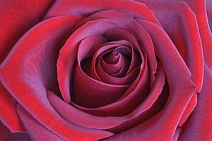 fleur rose rouge