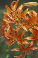 kochang lily lilium distichum photo