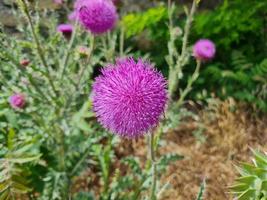 une magnifique chardon les plantes en plein air photo