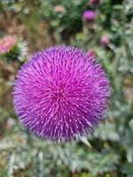 une magnifique chardon les plantes en plein air photo