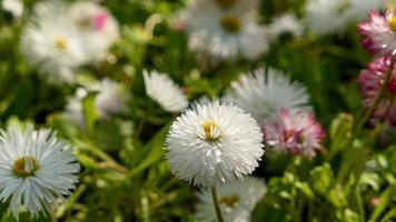 une magnifique marguerites fleurs en plein air photo