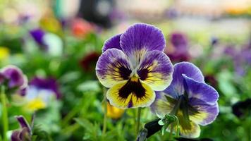 une magnifique pensée fleurs en plein air photo