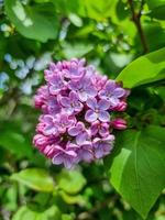 une magnifique lilas fleurs en plein air photo