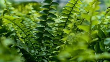 fougère feuilles vert feuillage photo