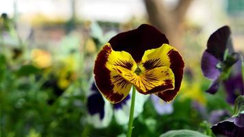 une magnifique pensée fleurs en plein air photo