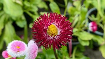 une magnifique marguerites fleurs en plein air photo