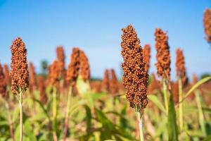 sorgho ou Millet champ agent bleu ciel Contexte photo