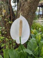 blanc, bleu et rouge décoratif fleur sur le retour Cour jardin. le photo est adapté à utilisation pour la nature Contexte et contenu médias.