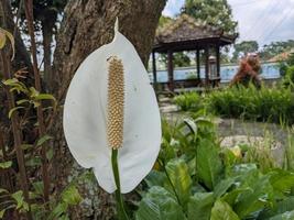 blanc, bleu et rouge décoratif fleur sur le retour Cour jardin. le photo est adapté à utilisation pour la nature Contexte et contenu médias.