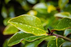 gouttes de pluie sur une vert feuille fermer photo