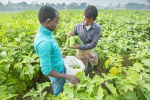 bangladesh novembre 25, 2014 une l'hiver journée certains Les agriculteurs sont récolte vert aubergines dans thakurgong, bangladesh. photo