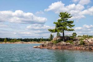 une pin arbre sur le rocheux côte de géorgien baie photo