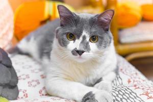 une blanc et gris chat relaxant sur le canapé. photo