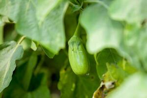 fermer aubergines dans thakurgong, bangladesh. photo