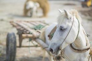 une cargaison cheval voiture Téléchargement une la main d'oeuvre dans le village de Kartikpur, dohar, Bangladesh. photo