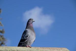 jolie national Pigeon contre une bleu ciel photo