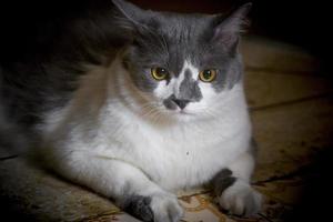 une blanc et gris chat regards à le caméra dans stupéfaction. photo